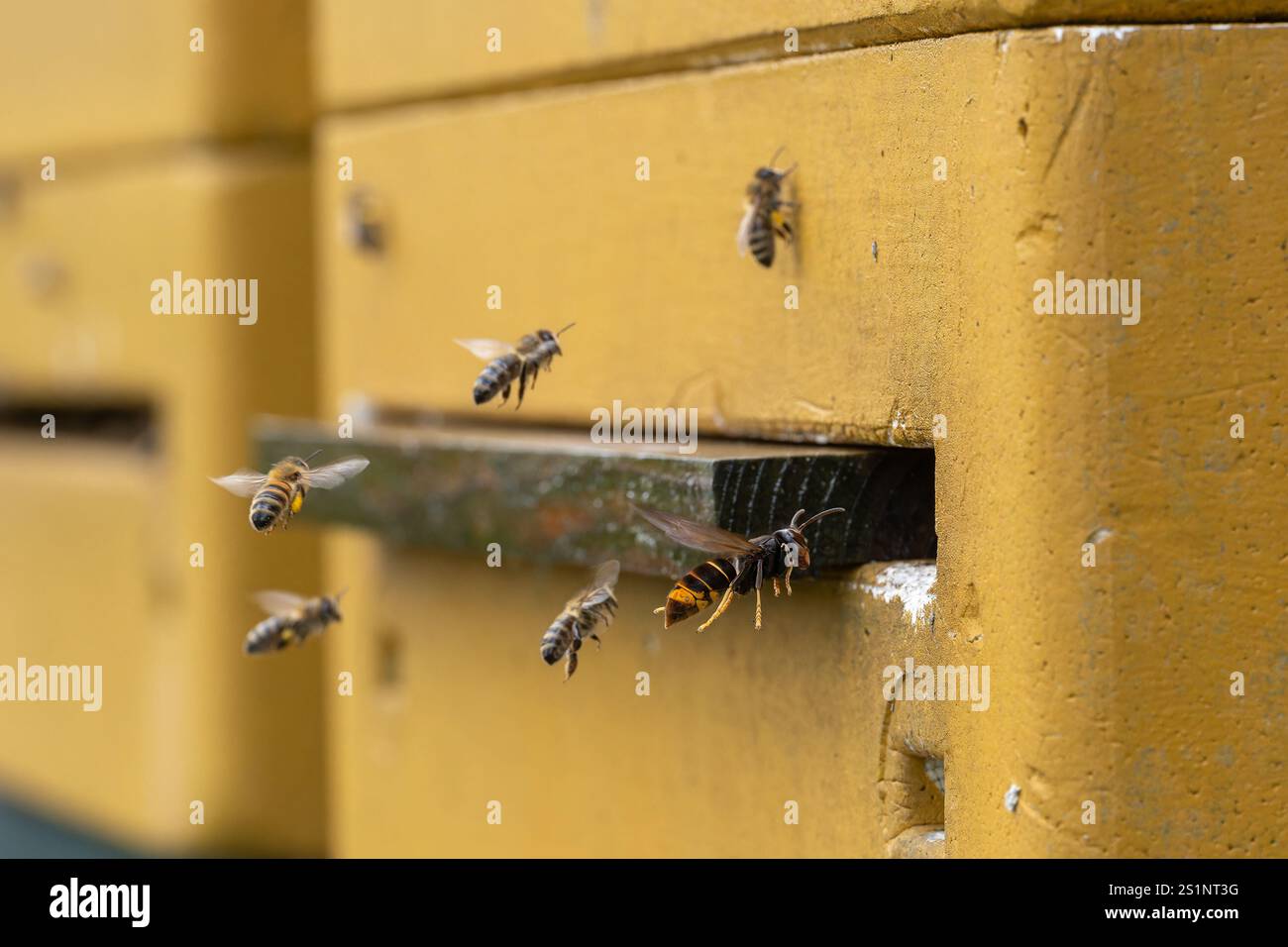 Il calabrone asiatico (Vespa velutina) vola all'alveare, mentre il calabrone asiatico con le gambe gialle attacca un alveare Foto Stock