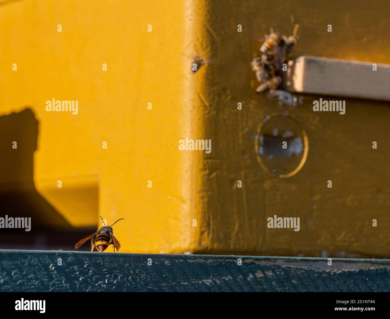 Calabrone asiatico a gambe gialle (Vespa velutina) che osserva le api mellifere nell'alveare, mentre il calabrone asiatico osserva l'alveare Foto Stock