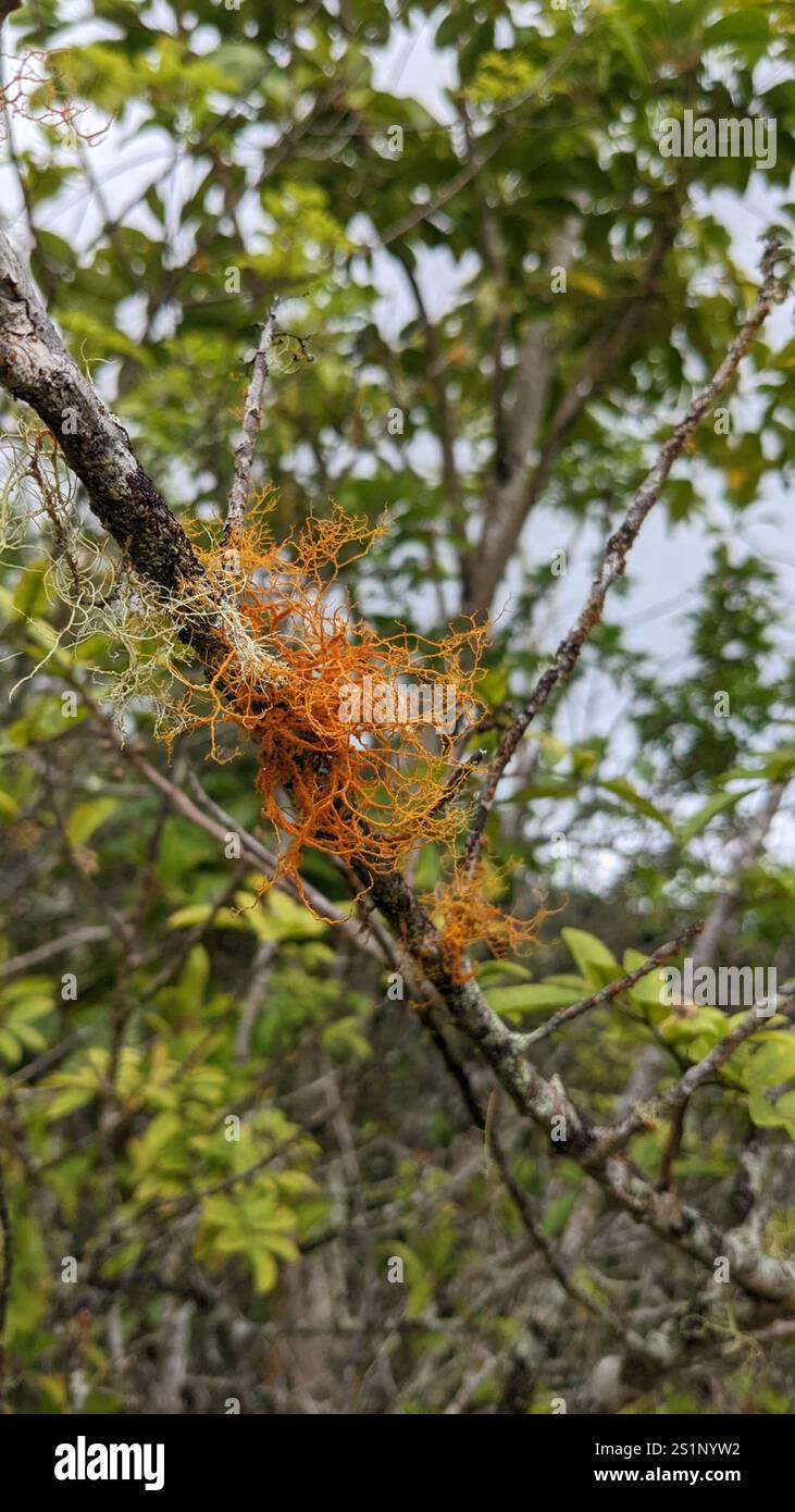 Golden Hair-lichen (Teloschistes flavicans) Foto Stock