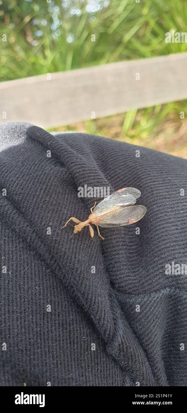 Mantis Lacewing (Ditaxis biseriata) Foto Stock