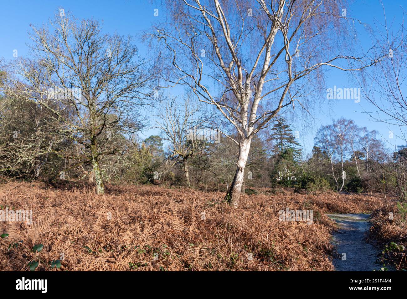 Vista invernale di Reigate Heath nel Surrey, Inghilterra, Regno Unito, un sito di particolare interesse scientifico Foto Stock
