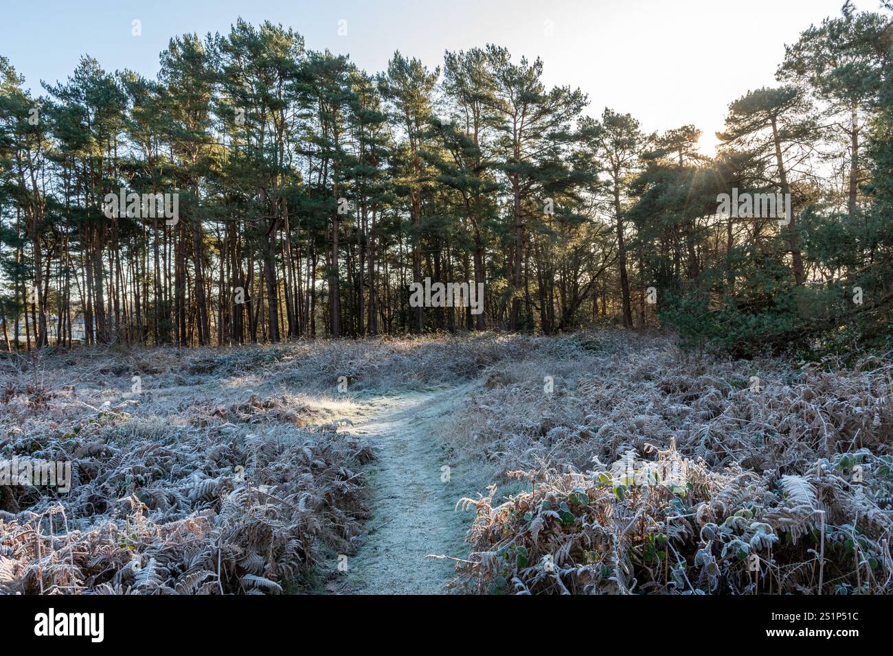 Vista invernale di Reigate Heath nel Surrey, Inghilterra, Regno Unito, un sito di particolare interesse scientifico Foto Stock