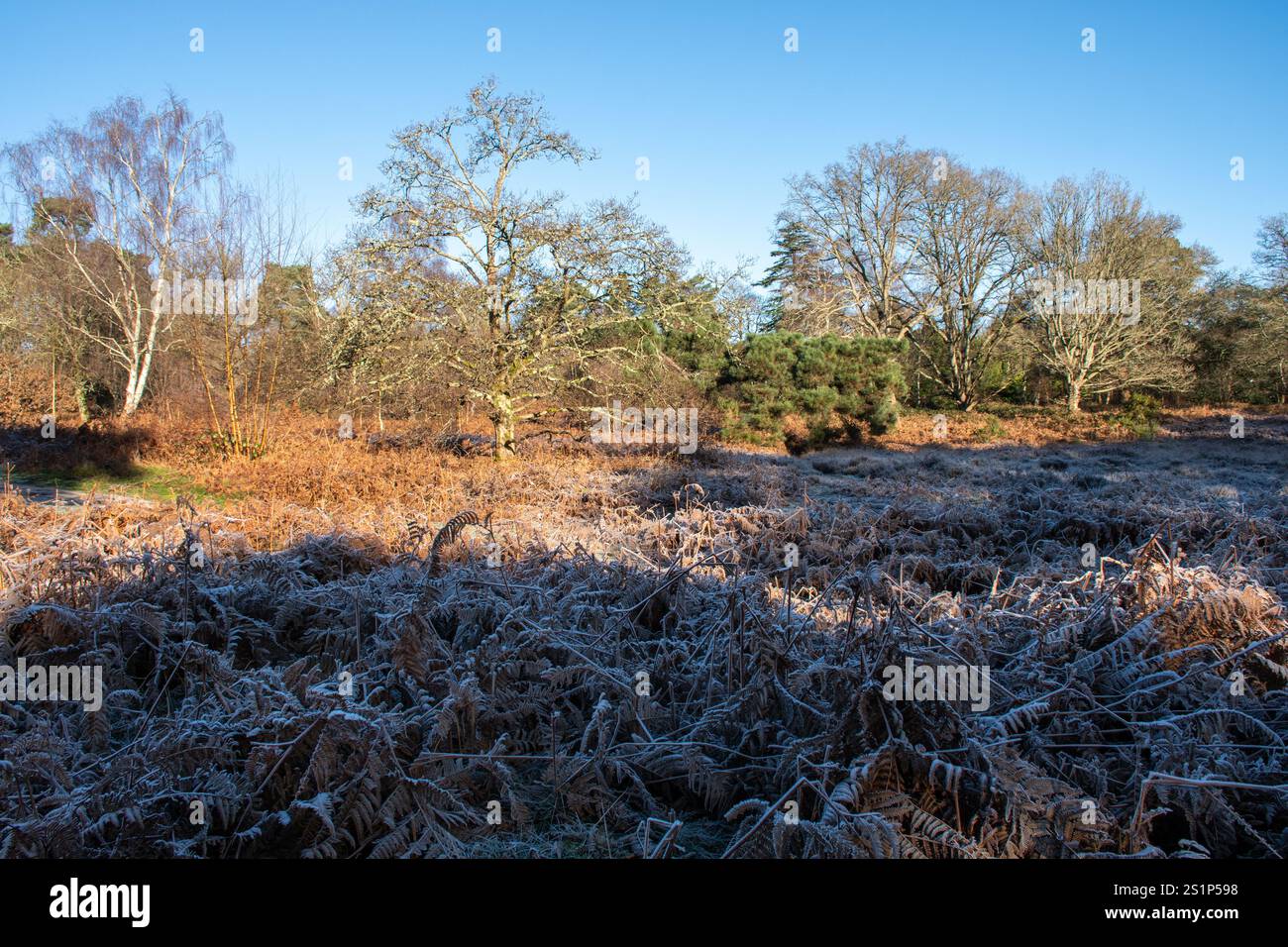 Vista invernale di Reigate Heath nel Surrey, Inghilterra, Regno Unito, un sito di particolare interesse scientifico Foto Stock