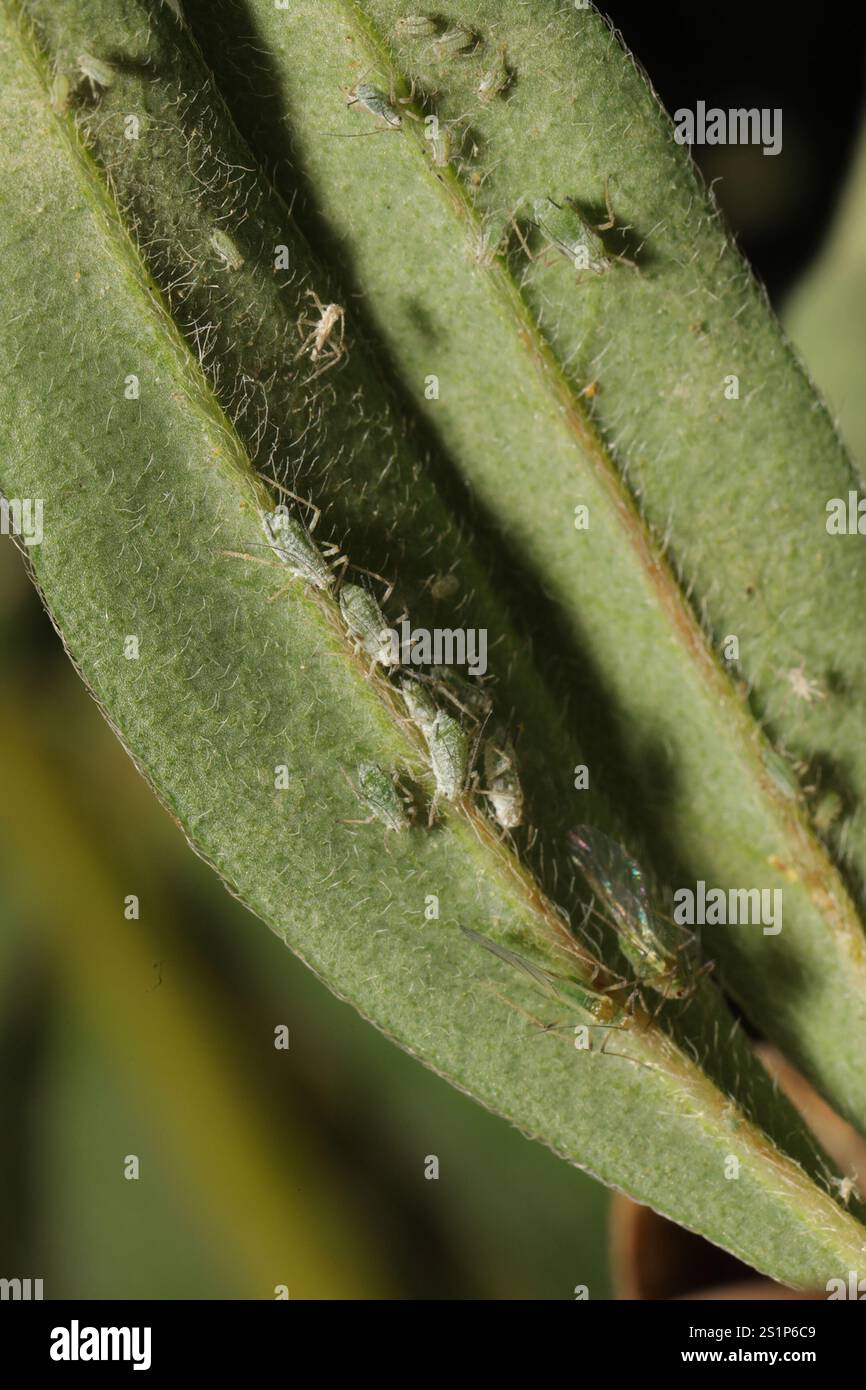 Lupine Aphid (Macrosiphum albifrons) Foto Stock