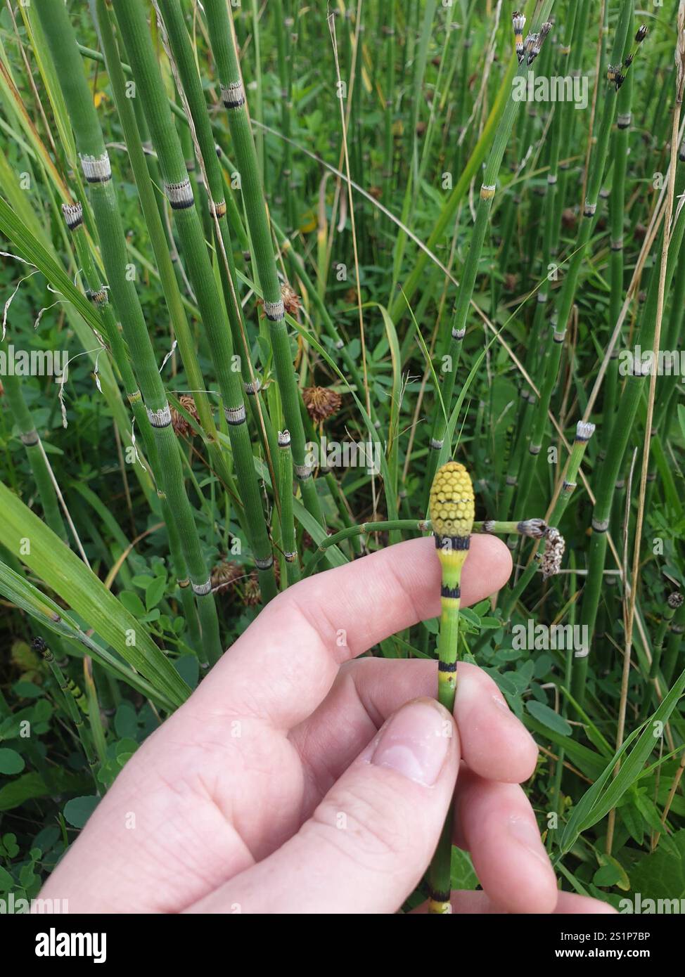 Scouringrush occidentale (Equisetum iemale affine) Foto Stock