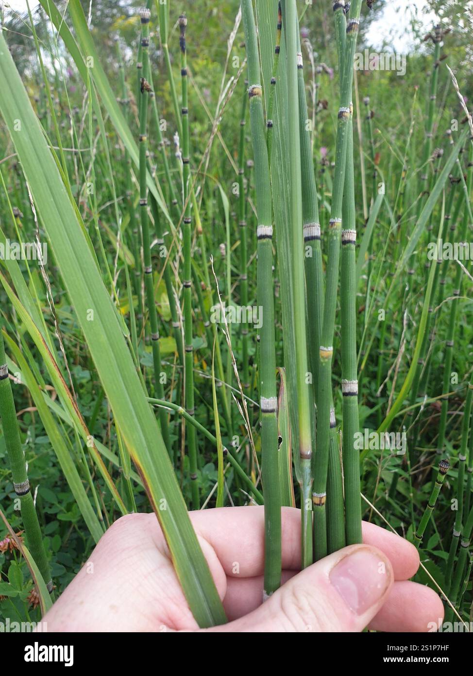 Scouringrush occidentale (Equisetum iemale affine) Foto Stock