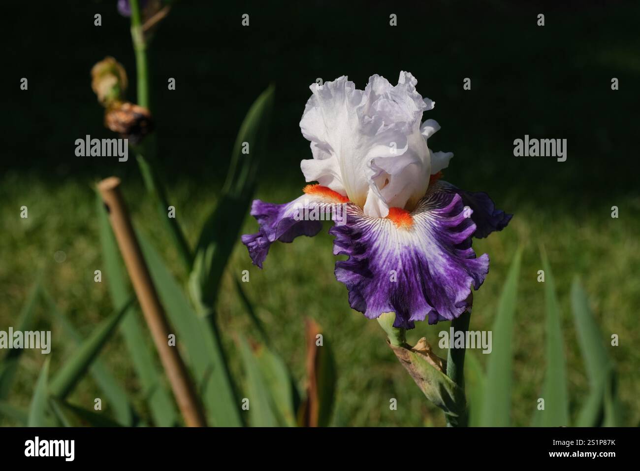 Iris barbuti viola e bianco in piena fioritura in una giornata primaverile. Foto Stock