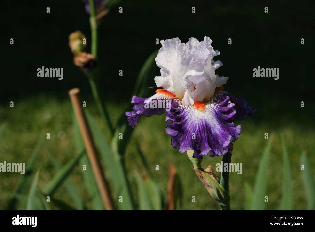 Iris barbuti viola e bianco in piena fioritura in una giornata primaverile. Foto Stock