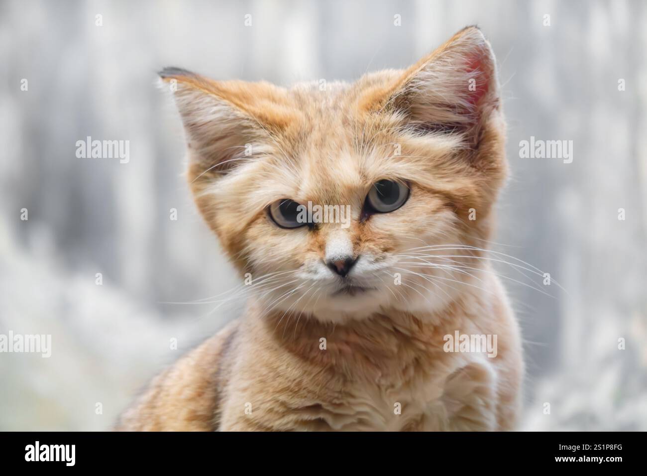 Ritratto di gatto di sabbia araba Foto Stock