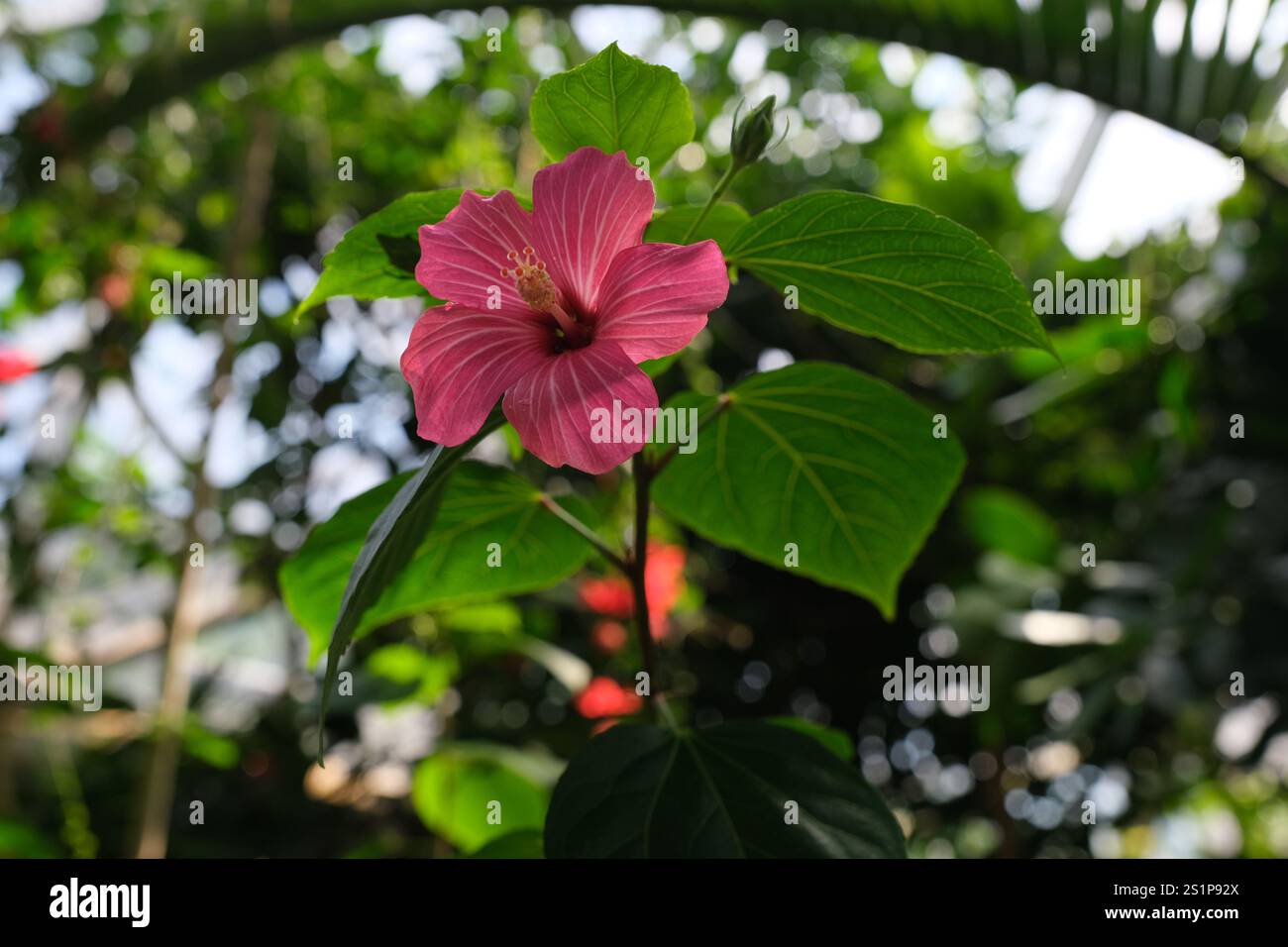 Hibiscus rosa in piena fioritura in un giorno d'estate. Foto Stock