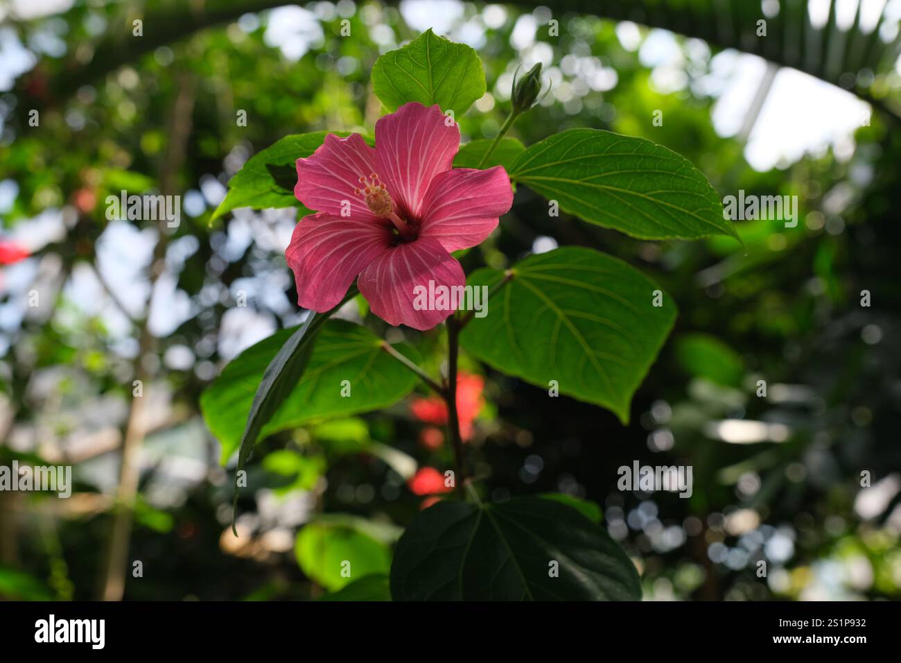 Hibiscus rosa in piena fioritura in un giorno d'estate. Foto Stock