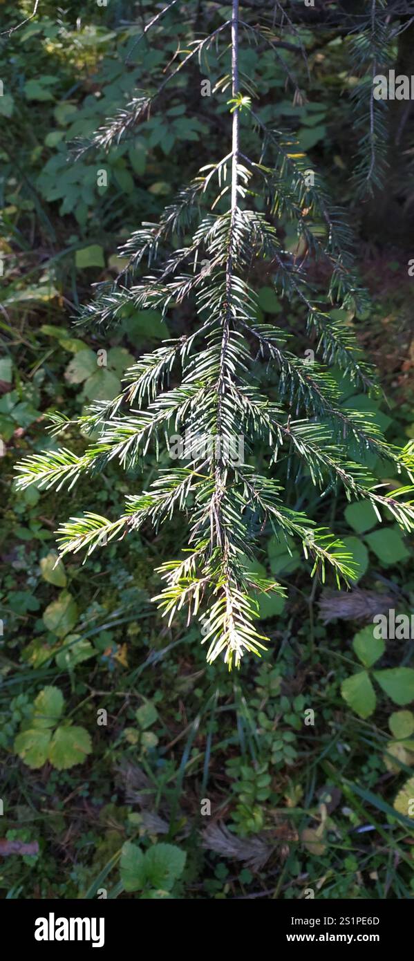 Abete siberiano (Abies sibirica) Foto Stock