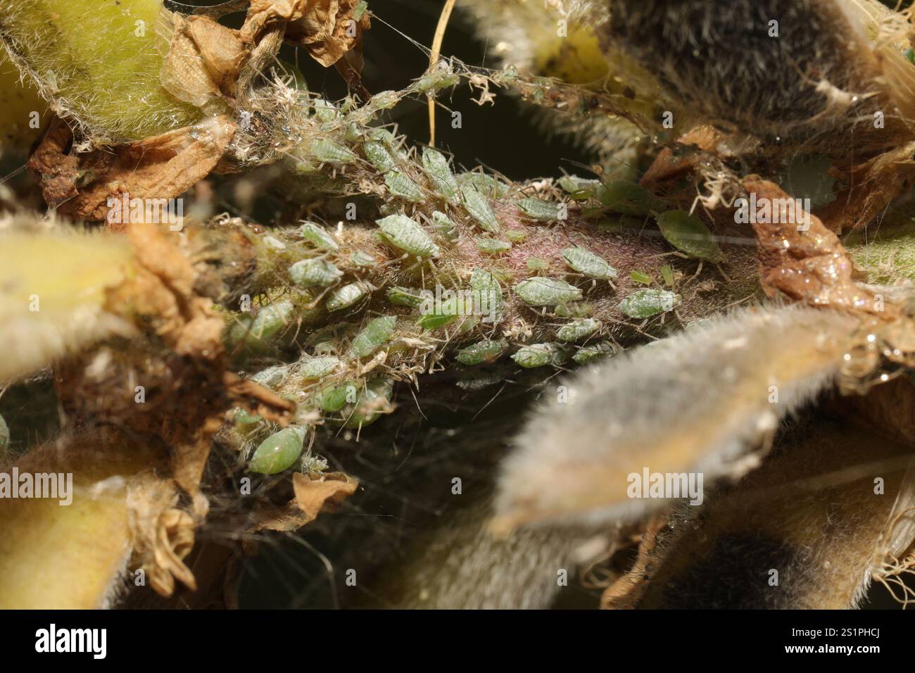 Lupine Aphid (Macrosiphum albifrons) Foto Stock