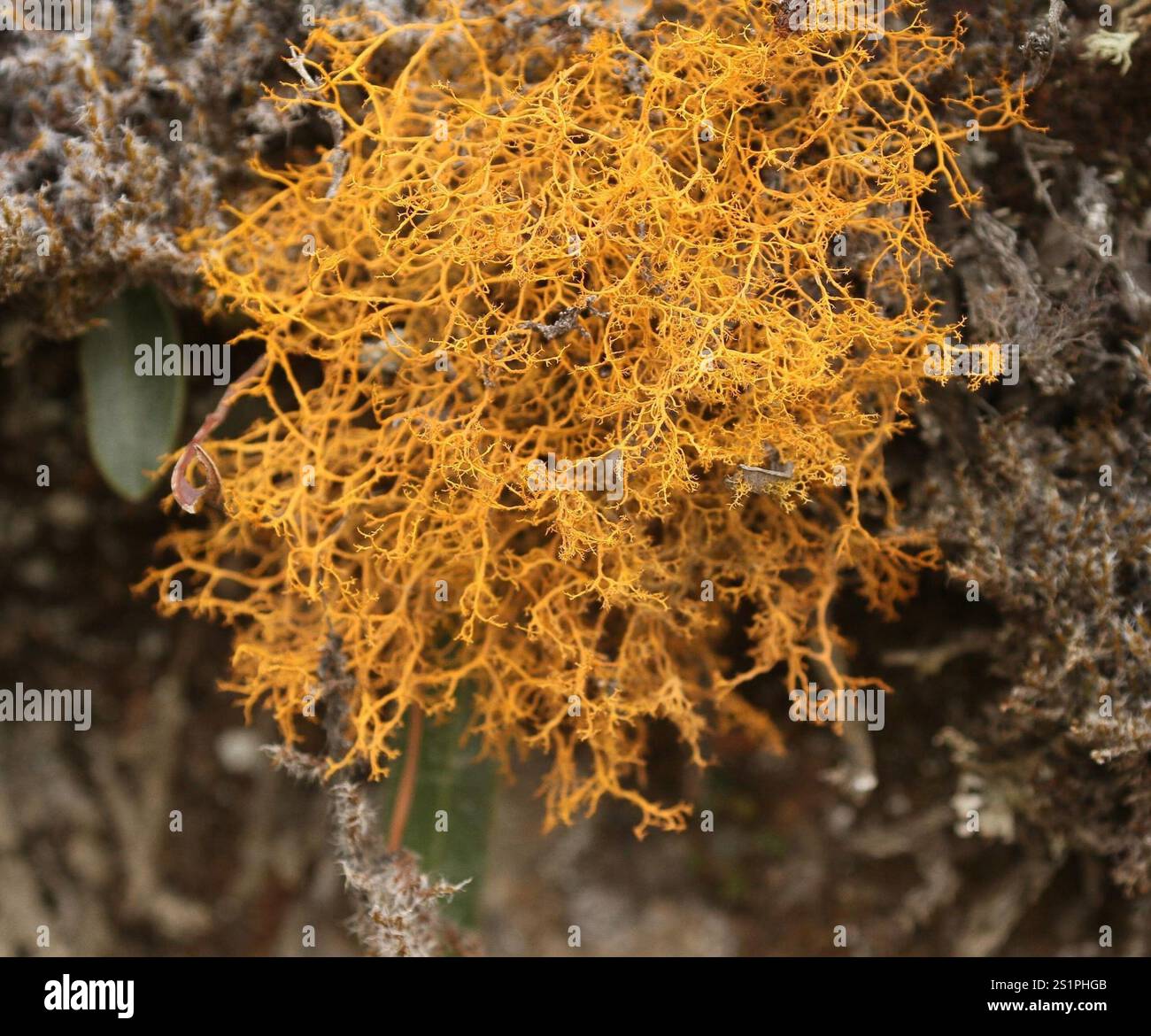 Golden Hair-lichen (Teloschistes flavicans) Foto Stock