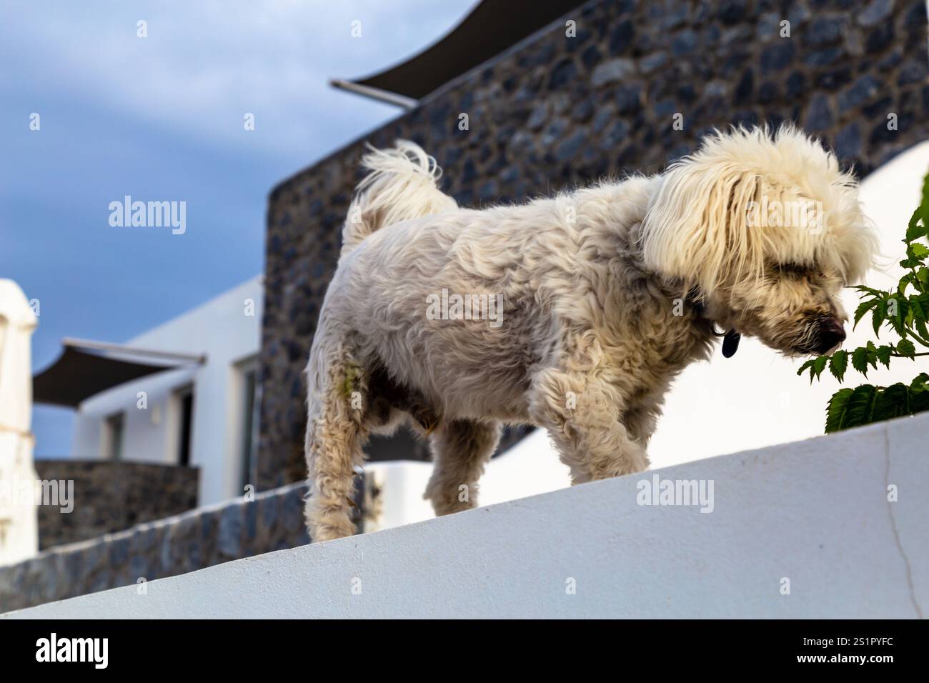 Piccolo cane soffice che cammina su un muro bianco all'esterno di un edificio moderno, Oia, Santorini, Grecia Foto Stock