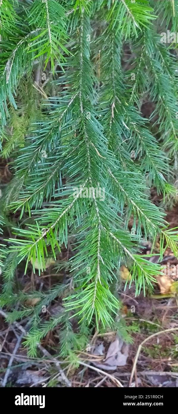 Abete siberiano (Abies sibirica) Foto Stock