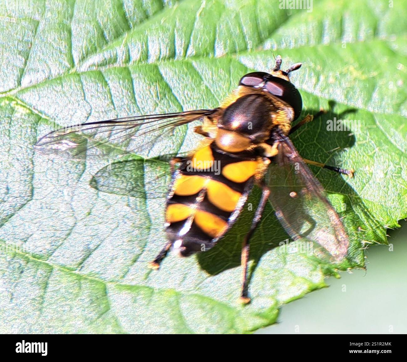 (Didea fasciata) Foto Stock