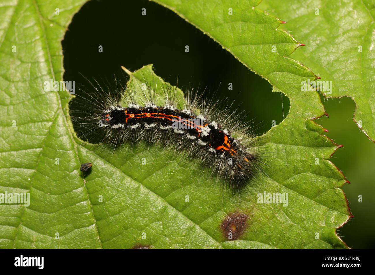 Swan Moth (Sphrageidus similis) Foto Stock