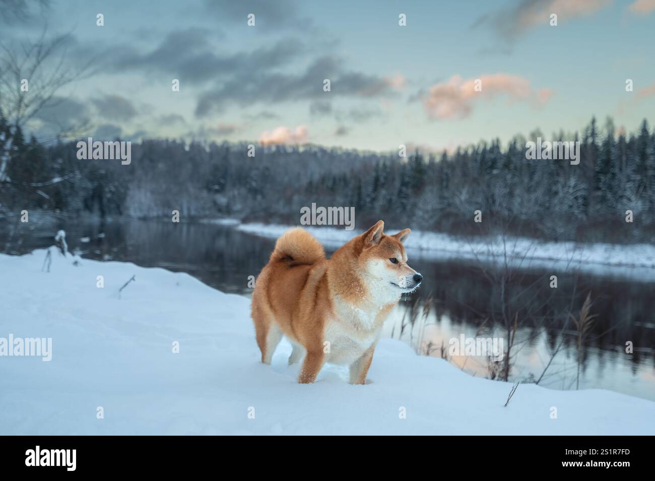 Il cane Shiba Inu si trova nel costo innevato del fiume Gauja in Lettonia in una giornata invernale Foto Stock