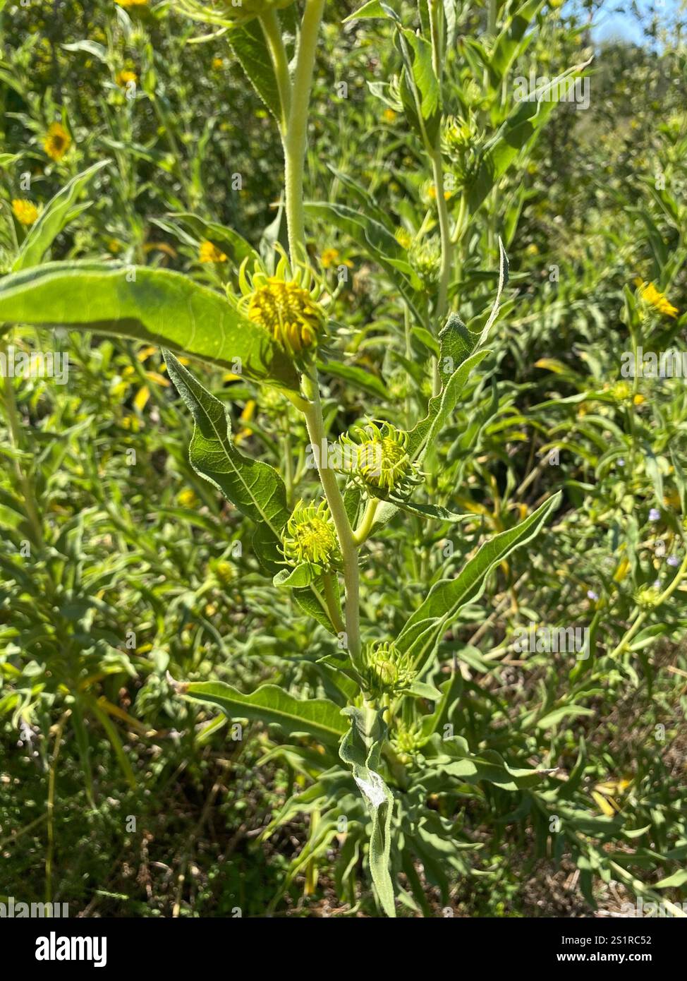 Girasole Massimiliano (Helianthus maximiliani) Foto Stock