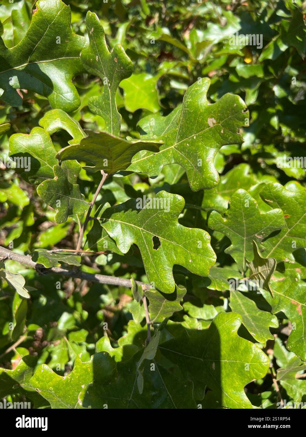 Quercia (Quercus stellata) Foto Stock