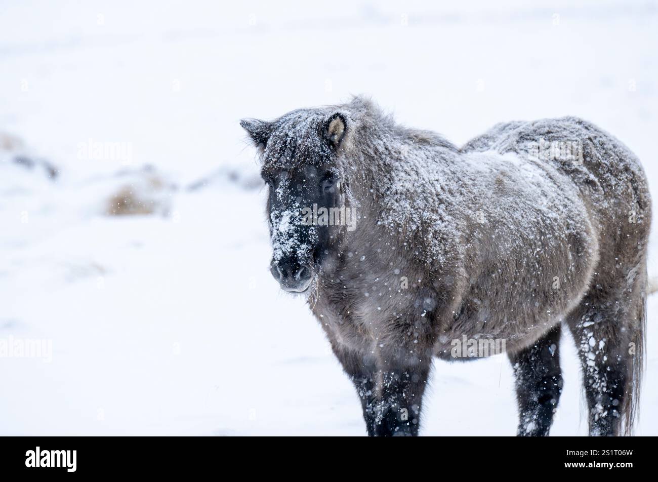 Akureiry, Islanda. 15 luglio 2023. Un cavallo islandese si trova nella neve in uno dei campi di allevamento vicino a una foresta nella città di Akureiry in Islanda. Il cavallo islandese rappresenta una razza distintiva originaria dell'Islanda, nota per la loro resistenza e versatilità. Di dimensioni da piccole a medie, sono robuste e conformi a Long manes. Ben adattate alle dure condizioni climatiche del loro paese d'origine, sono famose per le loro due cornamuse uniche, la "tÃ¶lt" e la "flokk", che le distinguono dalle altre razze. Il loro temperamento tranquillo li rende ideali per i piloti di tutti i livelli Foto Stock