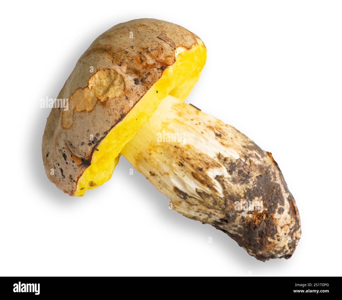 Questo fungo presenta un caratteristico cappuccio marrone con un interno giallo brillante. La sua morfologia unica mette in evidenza la diversità che si trova in natura. Perfetto per Foto Stock