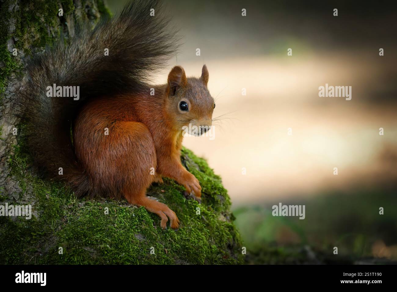 Sciurus vulgaris uno scoiattolo che guarda e si accosta comodamente con la coda su una radice di albero muschiato davanti a uno sfondo luminoso e sfocato Foto Stock