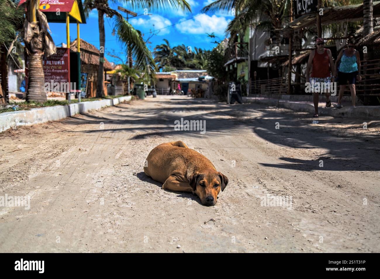 Scena di strada in posizione tropicale con un cane riposante sotto la luce del sole brillante, Isla Holbox, Messico Foto Stock