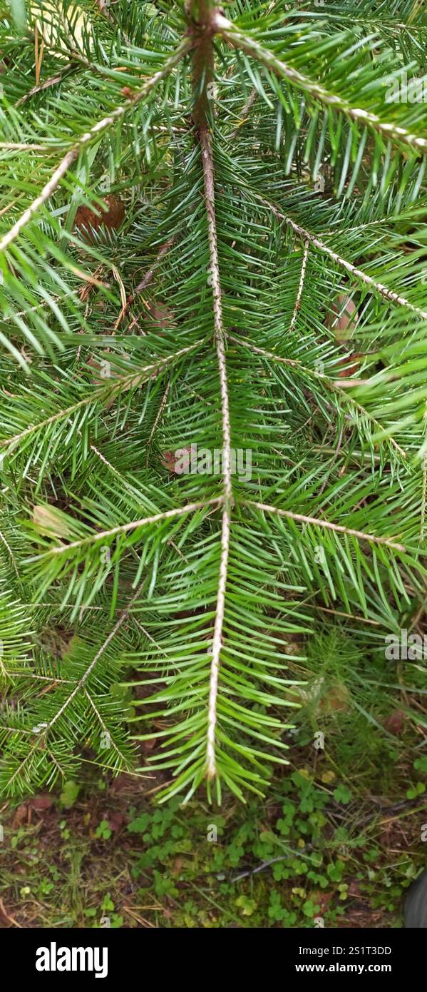 Abete siberiano (Abies sibirica) Foto Stock