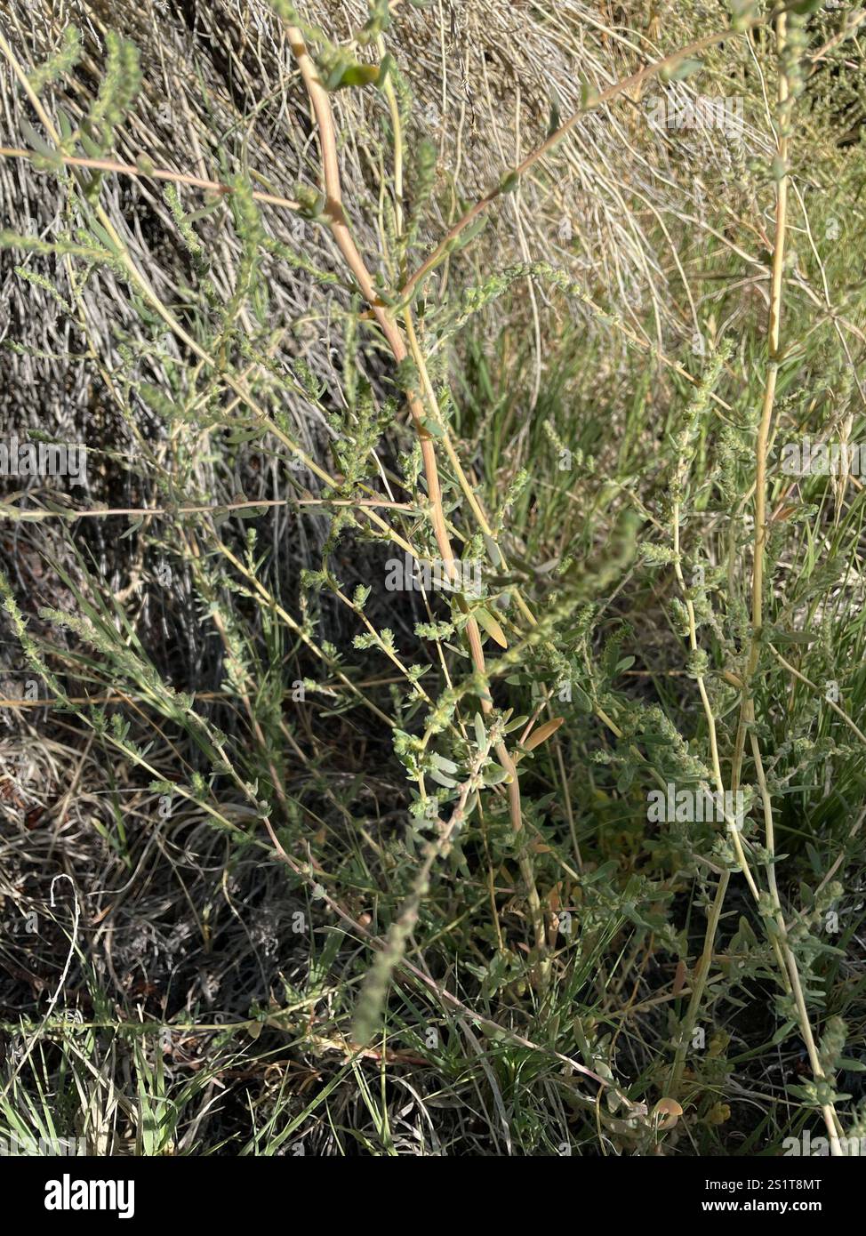 Fivehorn smotherweed (Bassia hyssopifolia) Foto Stock