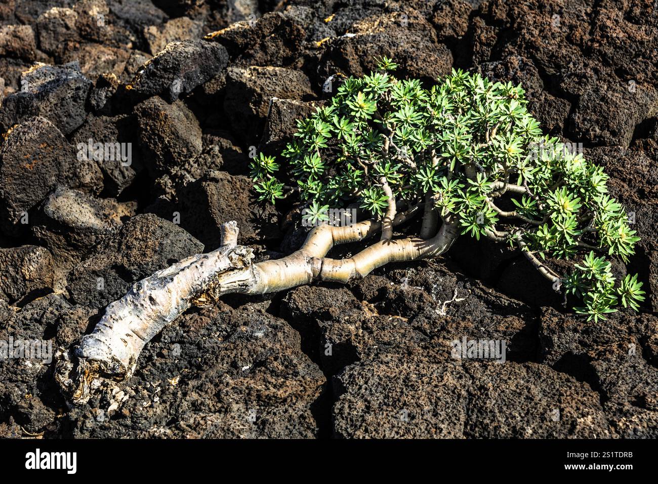 2016, Raimund Franken, rilascio modello: Non, rilascio proprietà: Non Lanzarote, ESP, Spagna, Isole Canarie, Isole Canarie, oceano Atlantico, Lanzarote, bios Foto Stock