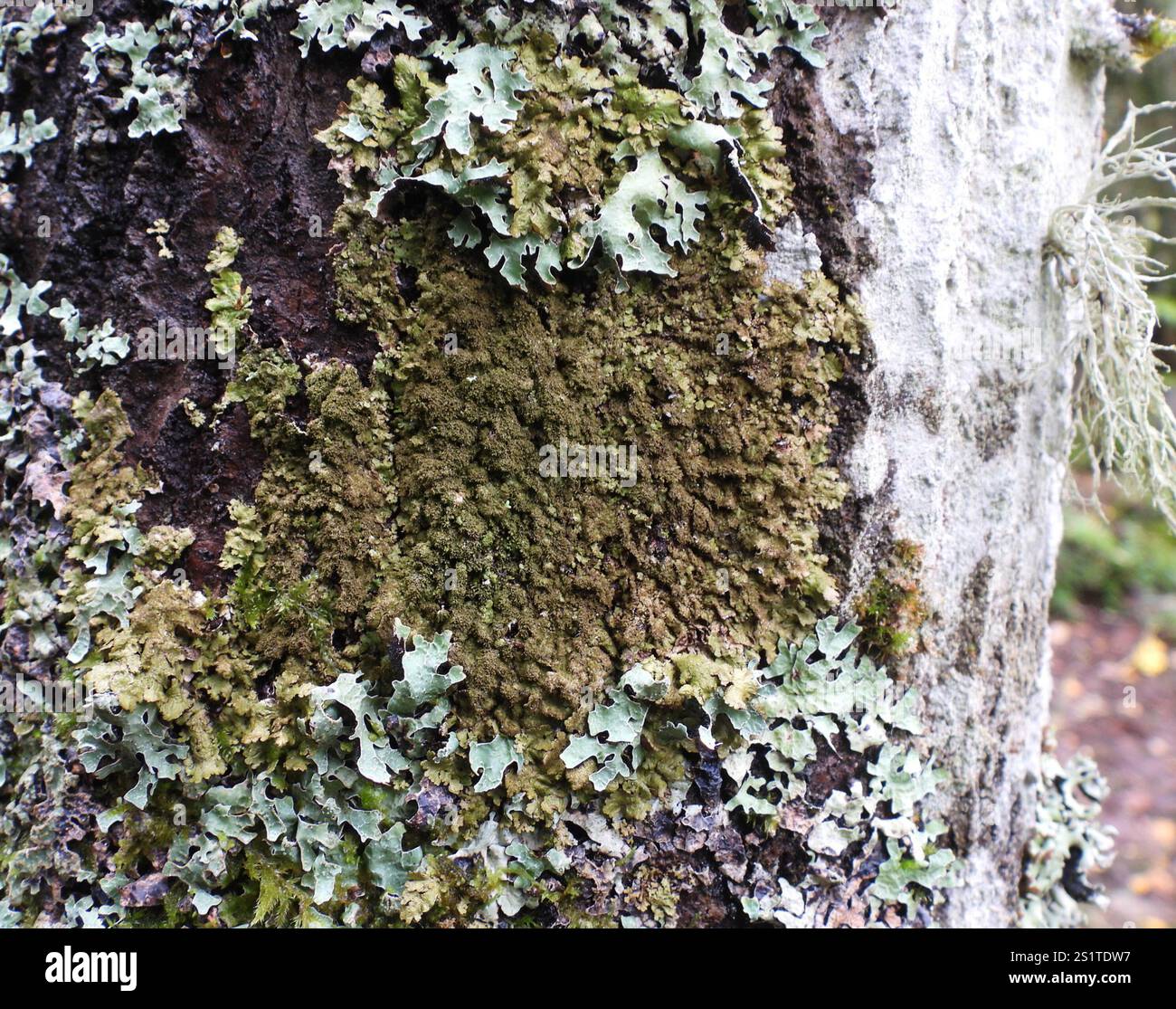 Lichen mimetico lucido (Melanelixia glabratula) Foto Stock