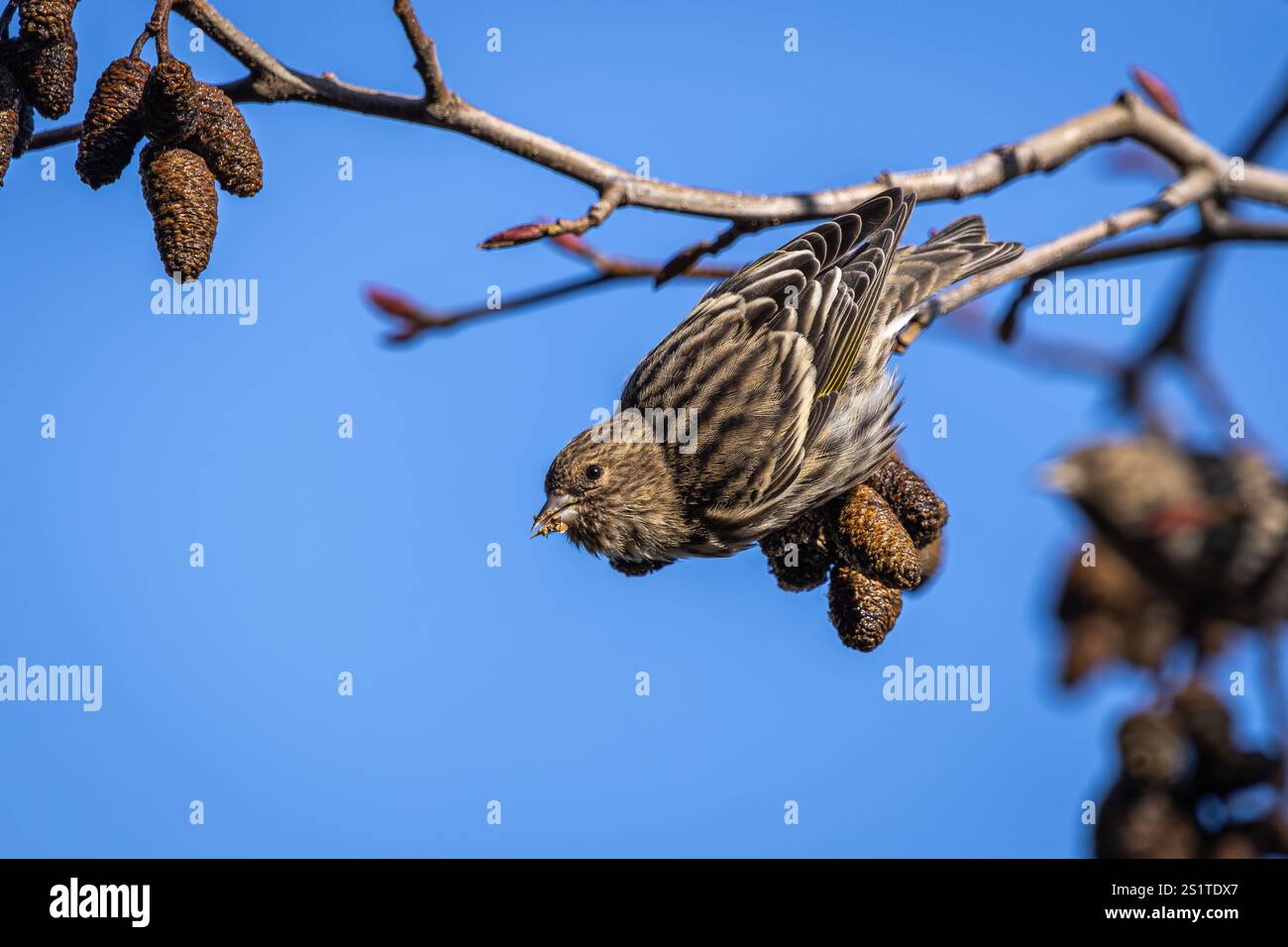 Pine Siskin appeso a un piccolo ramo d'albero Foto Stock