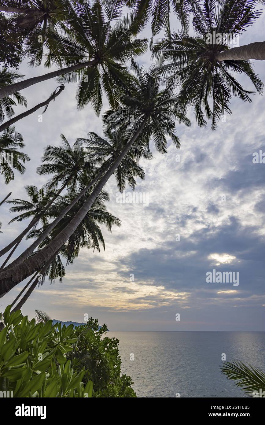 Spiaggia selvaggia con surf sulla costa di fronte all'Oceano Indiano. Palme e alte onde al tramonto. Patong, Kathu, isola di Phuket, Thailandia, Asia Foto Stock