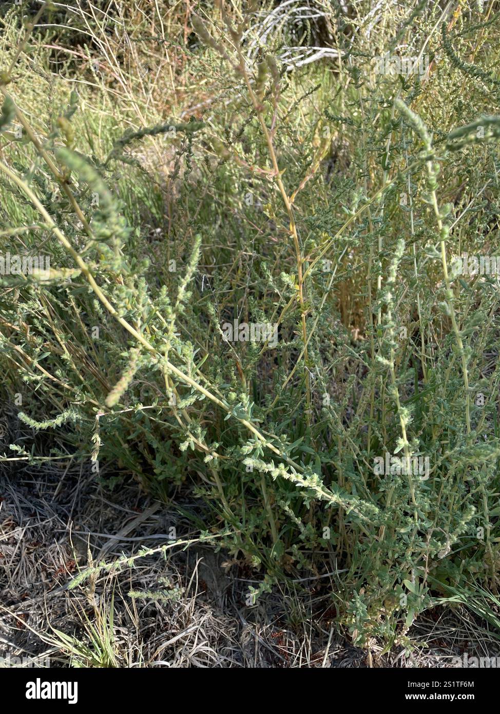 Fivehorn smotherweed (Bassia hyssopifolia) Foto Stock