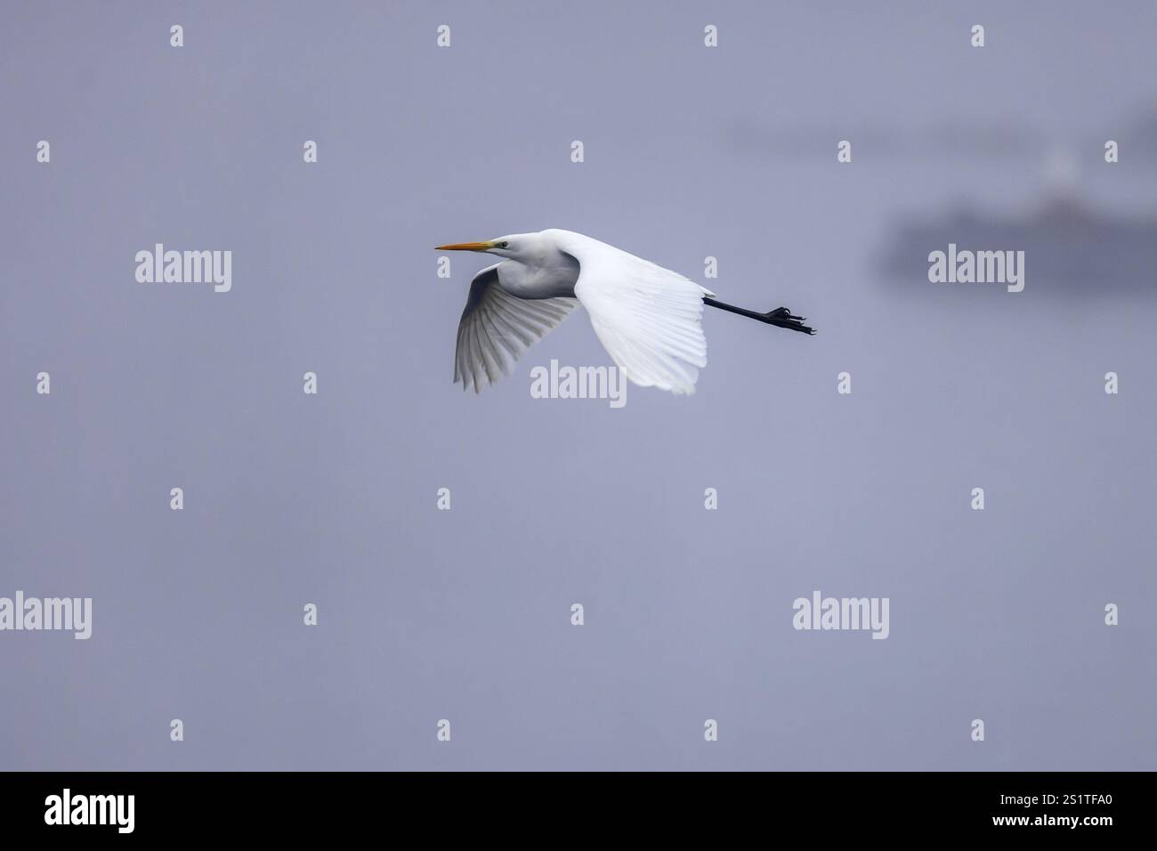 L'uccello bianco vola attraverso il cielo grigio con le ali allungate, la grande Egret Bianca (Ardea alba, Syn.: Casmerodius albus, Egretta alba), la fauna selvatica, tedesca Foto Stock