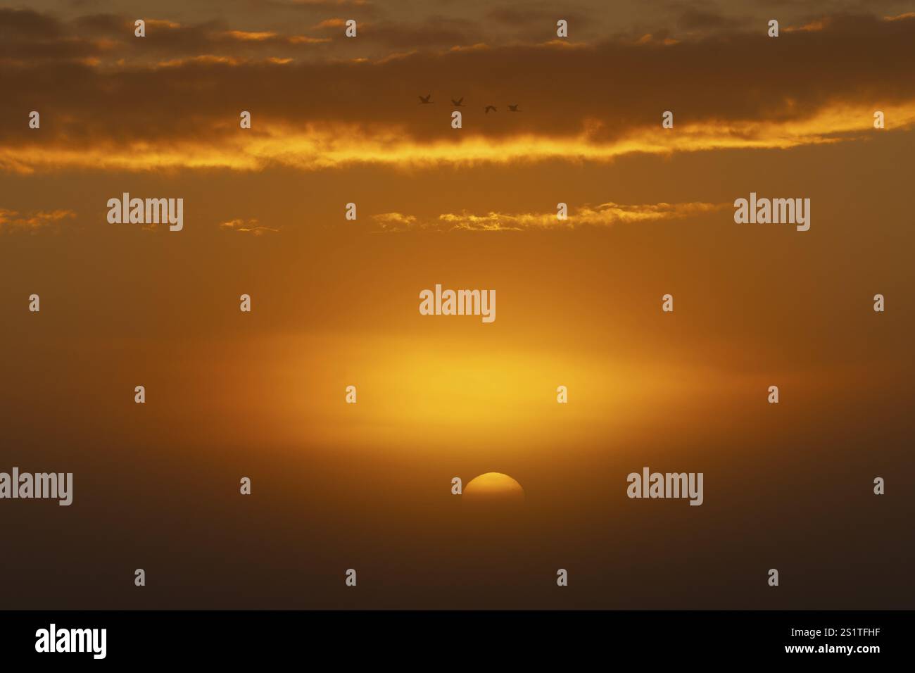 Tramonto di colore arancione con nuvole e uccelli volanti nel cielo, alba vicino a Zingst, Parco Nazionale della Laguna della Pomerania Occidentale, Meclemburgo-Pomer Occidentale Foto Stock