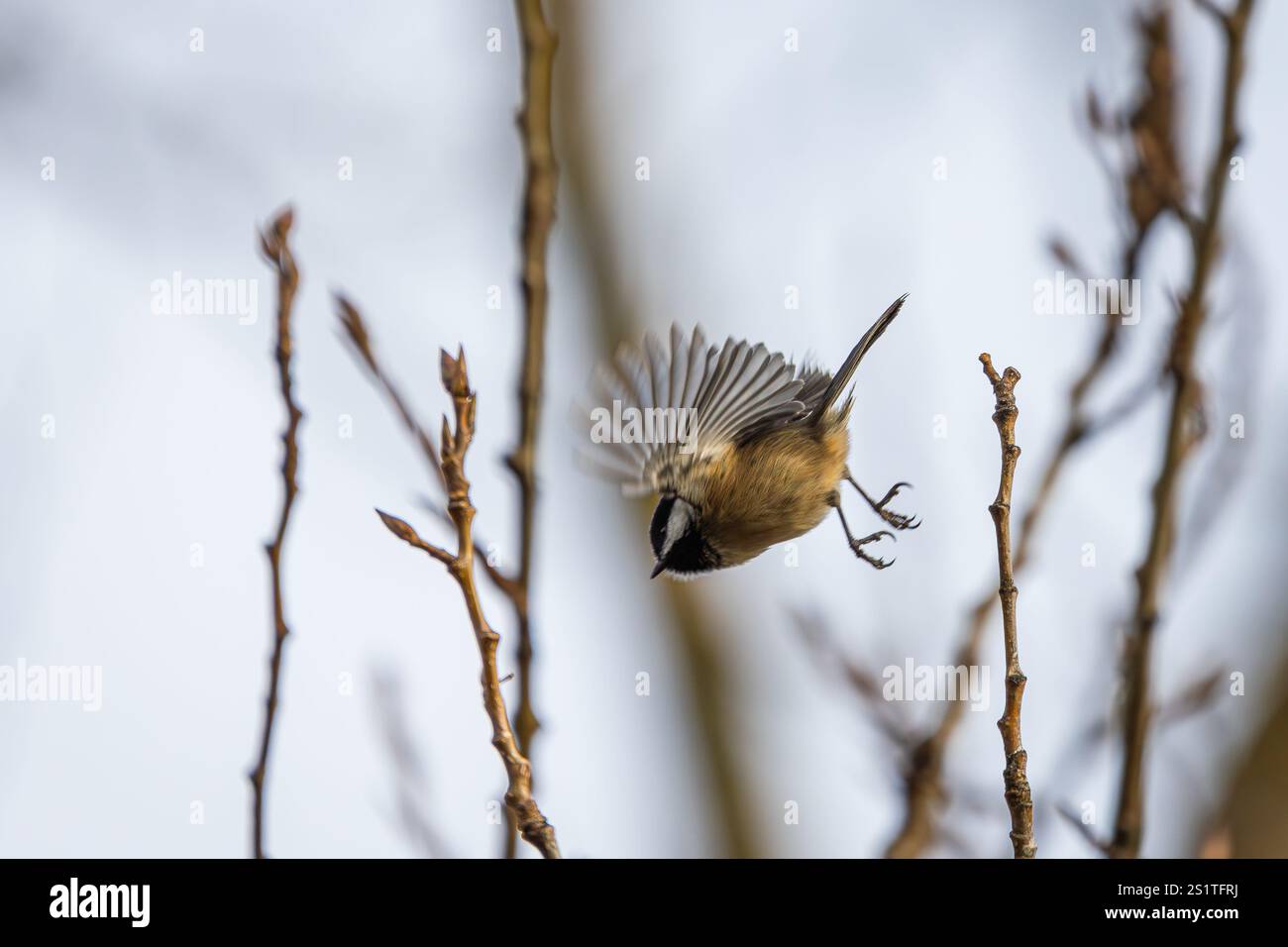 Chickadee con il tetto nero che prende il volo da una piccola diramazione al Whitaker Ponds Nature Park di Portland, Oregon Foto Stock