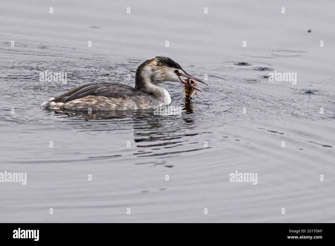 Un grande grebe crestato che tiene un pesce nel suo becco, nuota sull'acqua, grande grebe crestato, (Podiceps Cristatus), fauna selvatica, Germania, Europa Foto Stock