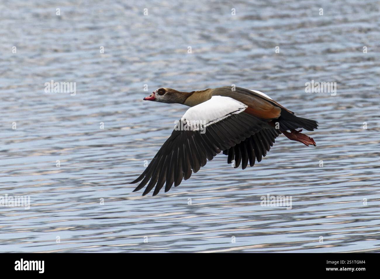 Elegante Oca del Nilo in volo sulla superficie dell'acqua, ali sparse, Oca del Nilo (Alopochen aegyptiacus), fauna selvatica, Germania, Europa Foto Stock