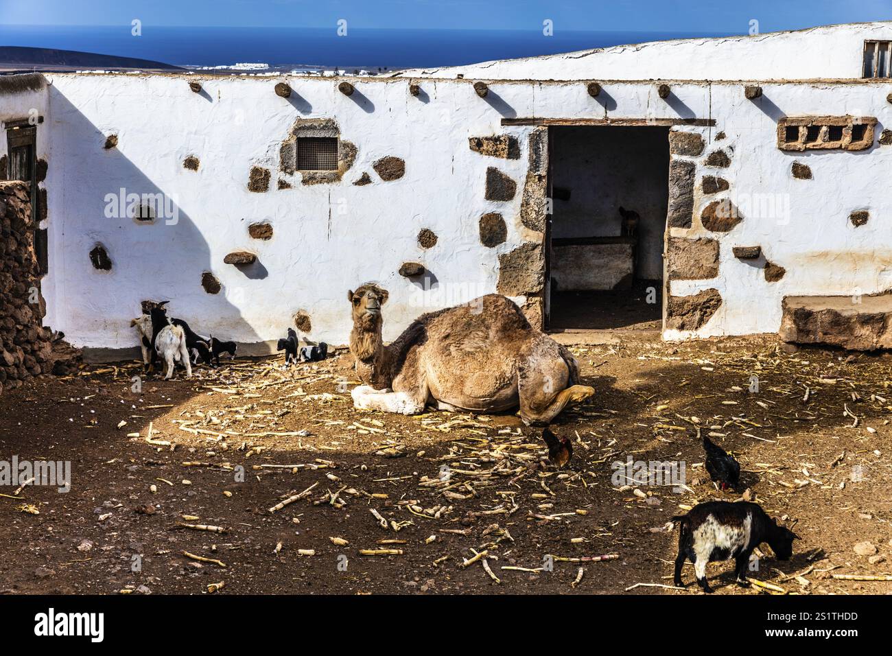 2016, Tiagua, Lanzarote, Farm Museum El Patio, Tiagua, ESP, Spagna, Isole Canarie, isole Canarie, Oceano Atlantico, Lanzarote, riserva della biosfera, volca Foto Stock