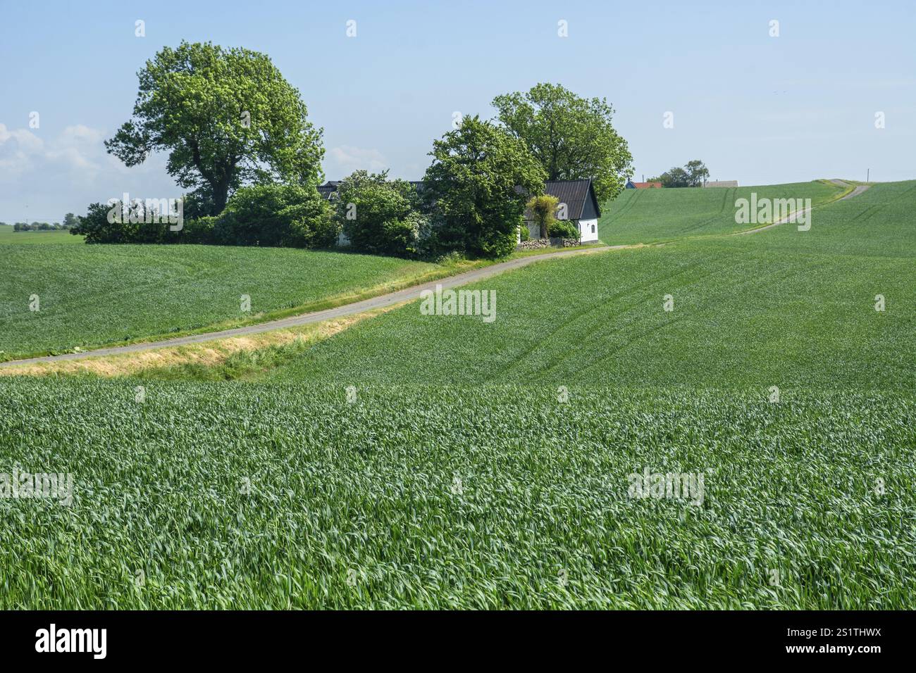 Coltivazioni nel paesaggio con piccole aziende agricole a Sjoerup, comune di Ystad, contea di Skane, Svezia, Scandinavia, Europa Foto Stock