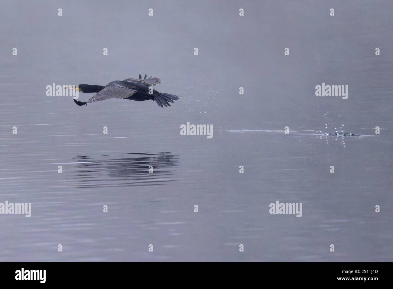 Un cormorano vola appena sopra la superficie dell'acqua mentre la sua sagoma si riflette nell'acqua, Cormorant, (Phalacrocorax carbo), fauna selvatica, Germania, UE Foto Stock