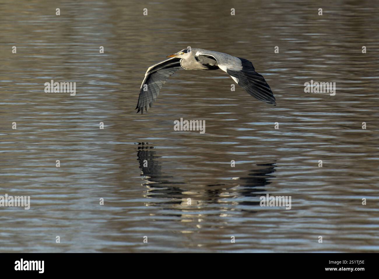 Un airone grigio vola con riflesso visibile su una superficie di acqua calma, airone grigio, (Ardea cinerea), fauna selvatica, Germania, Europa Foto Stock