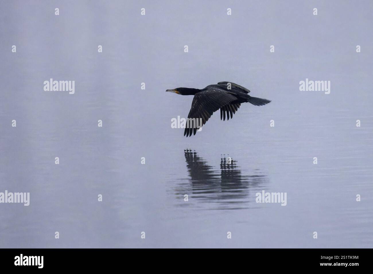 Un cormorano vola in un ambiente nebbioso appena sopra l'acqua, con ali spalancate, cormorano (Phalacrocorax carbo), fauna selvatica, Germania, Europa Foto Stock