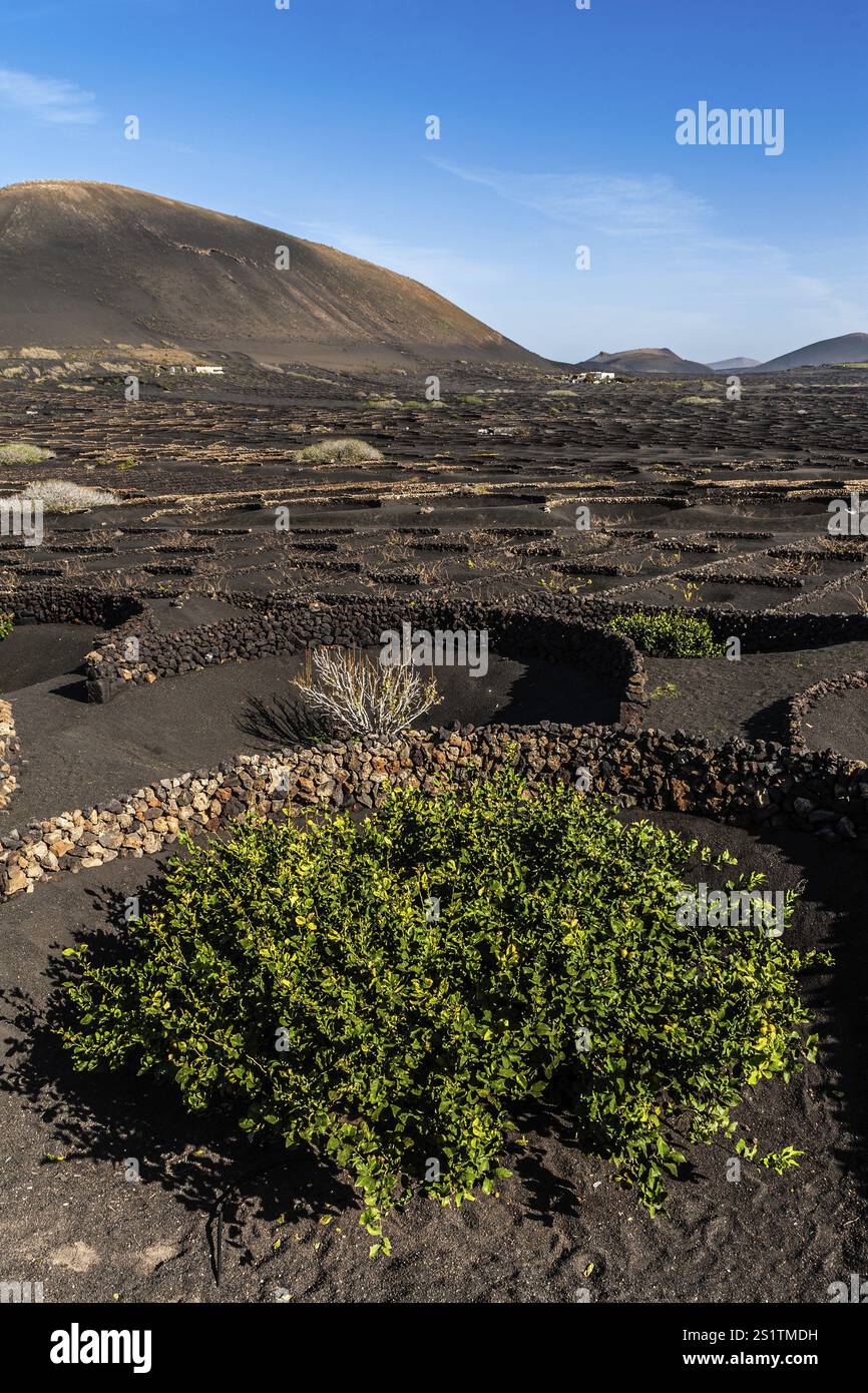 2016, la Geria, Lanzarote, la Geria, ESP, Spagna, Isole Canarie, Isole Canarie, Oceano Atlantico, Lanzarote, riserva della biosfera, vulcano, vulcanismo, vol Foto Stock