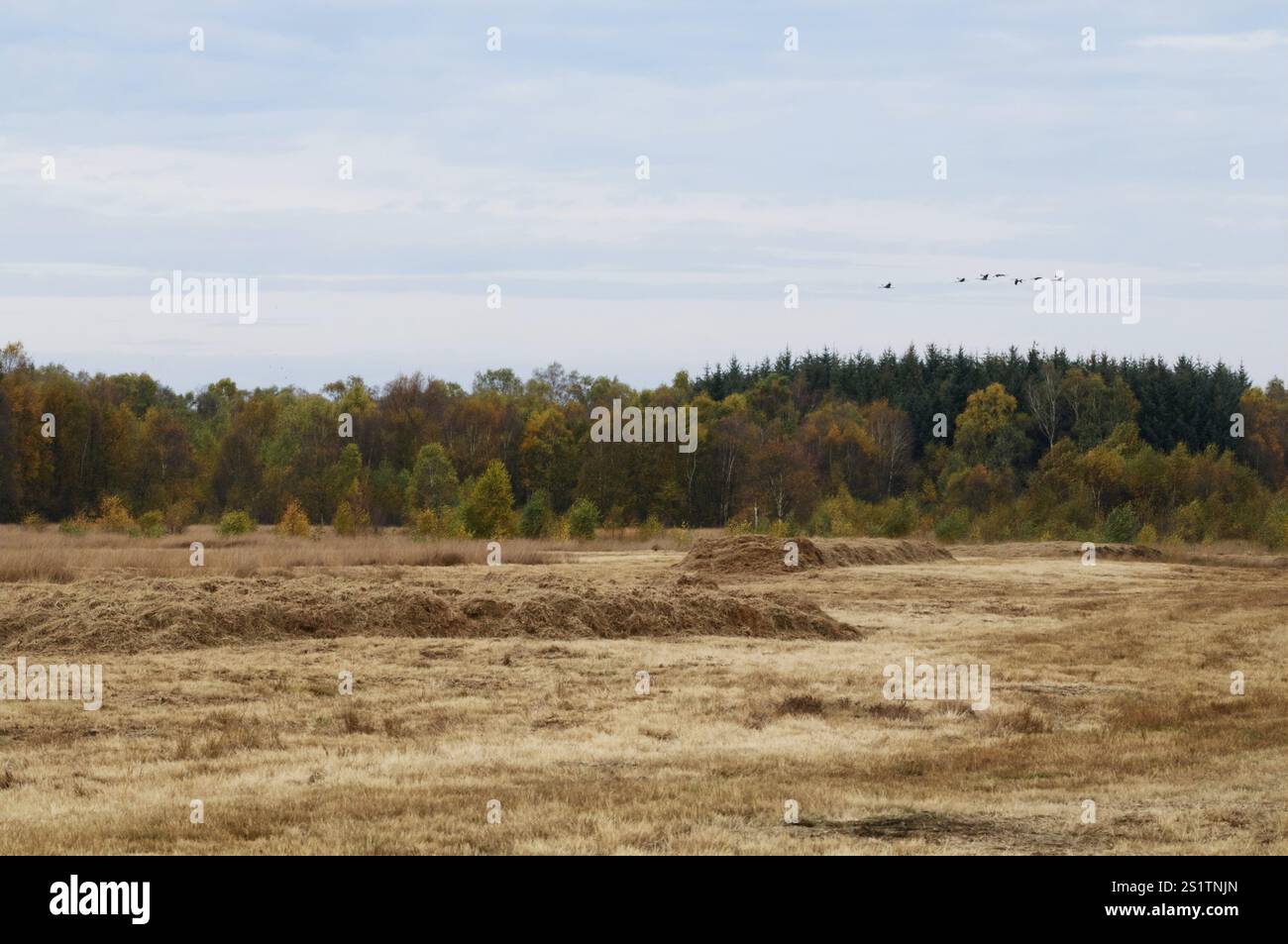 Scatti della natura nella brughiera di Diepholz Foto Stock