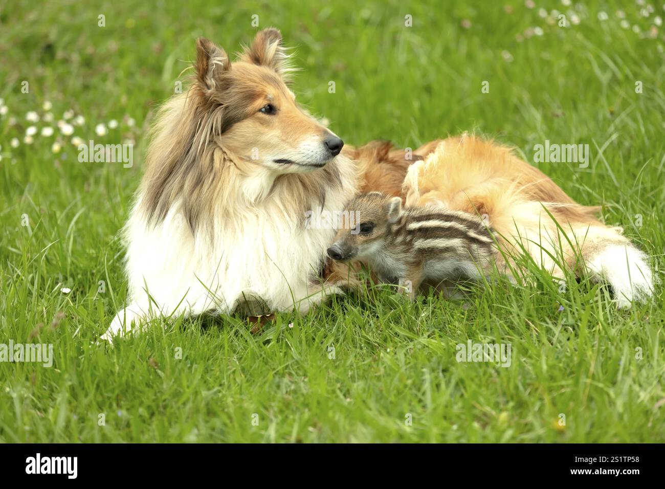 Wildschwein spielt mit Collie auf einer Fruehlingswiese Foto Stock Wildschwein spielt mit Collie auf einer Fruehlingswiese Foto Stock