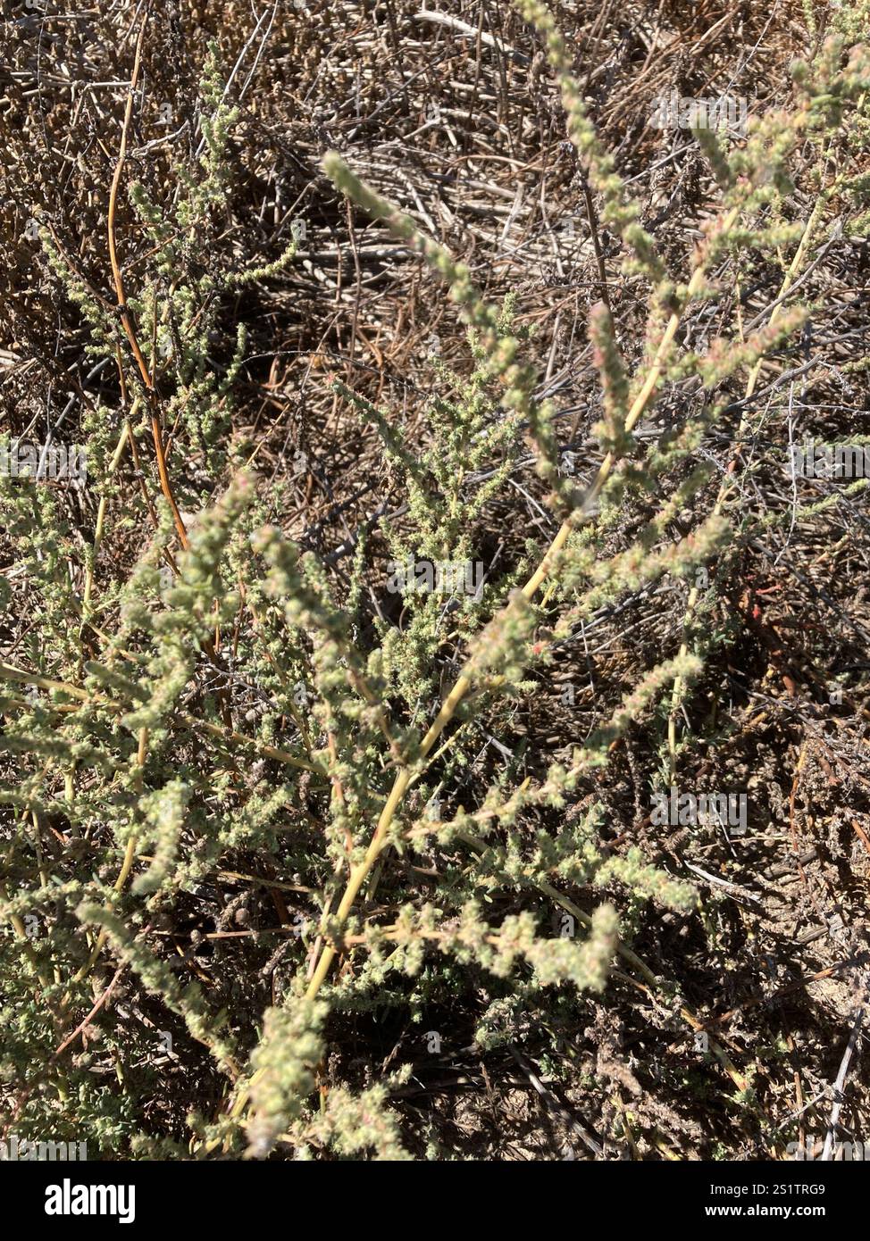 Fivehorn smotherweed (Bassia hyssopifolia) Foto Stock